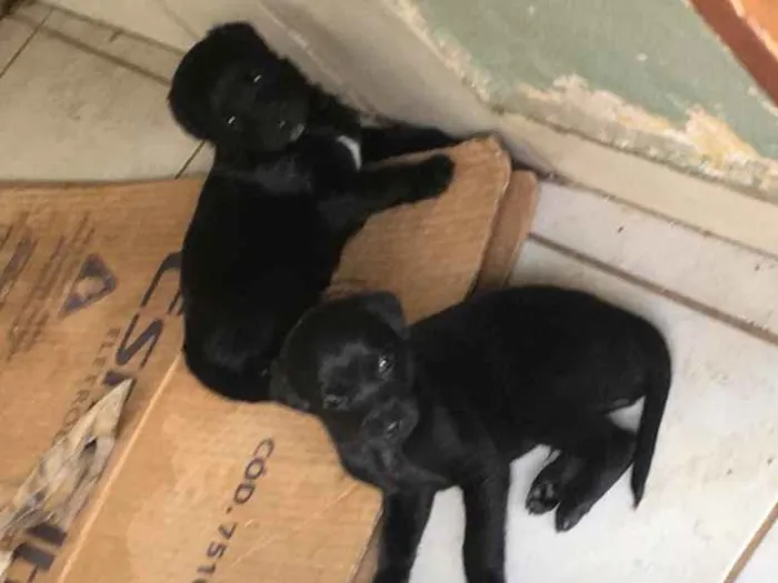 Cachorro ra a Vira-lata  idade Abaixo de 2 meses nome Filhotes 
