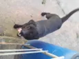 Buster