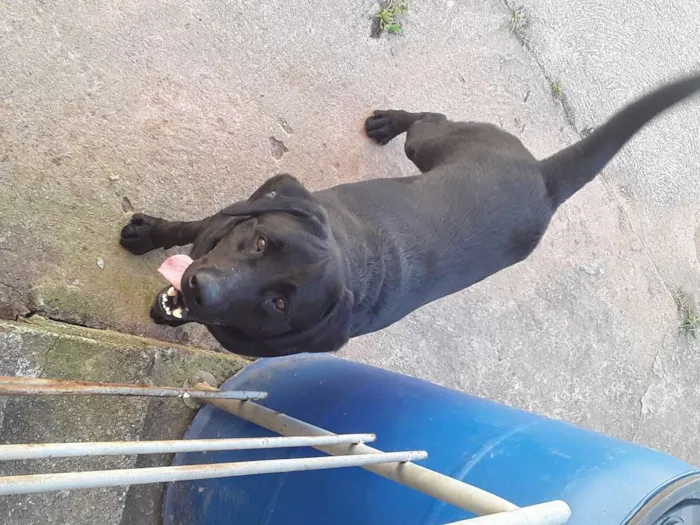 Cachorro ra a Labrador idade 4 anos nome Buster