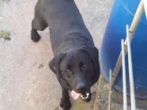 Cachorro raça Labrador idade 4 anos nome Buster
