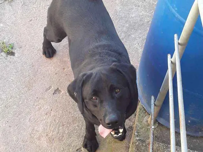 Cachorro ra a Labrador idade 4 anos nome Buster