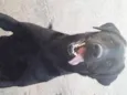 Buster