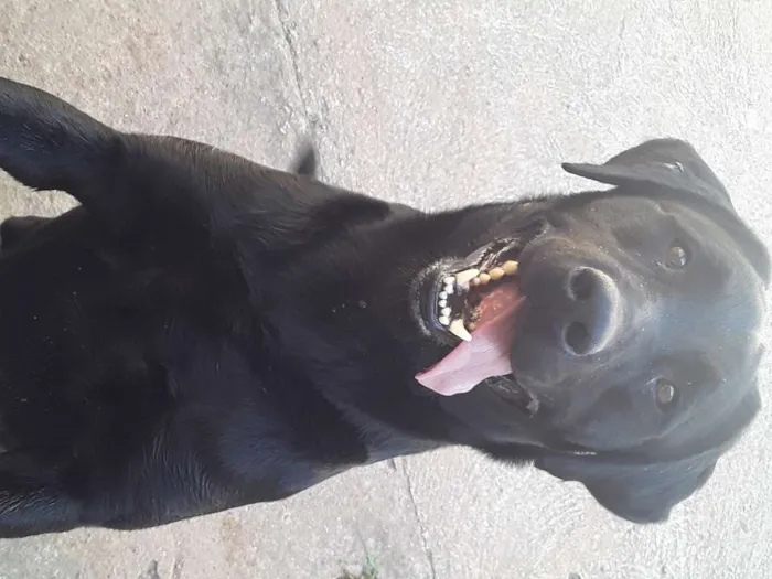 Cachorro ra a Labrador idade 4 anos nome Buster