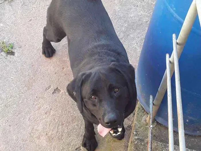 Cachorro ra a Labrador idade 4 anos nome Buster