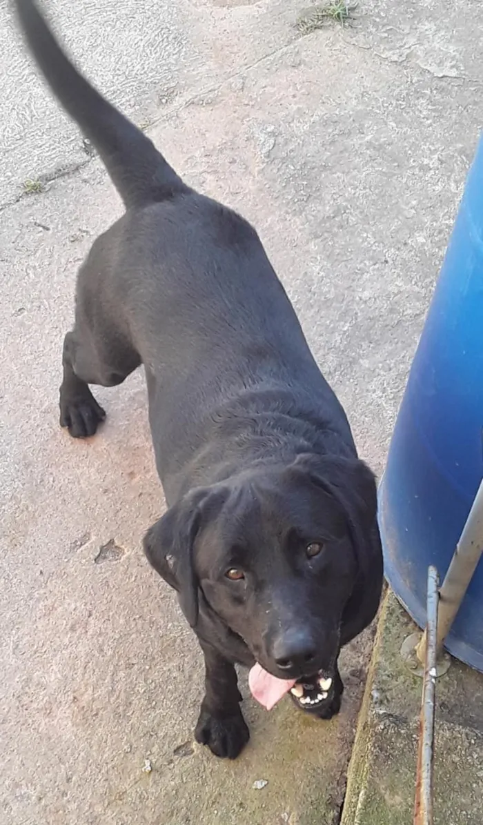 Cachorro ra a Labrador idade 4 anos nome Buster