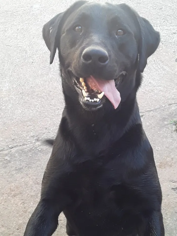 Cachorro ra a Labrador idade 4 anos nome Buster