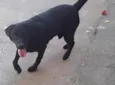 Buster
