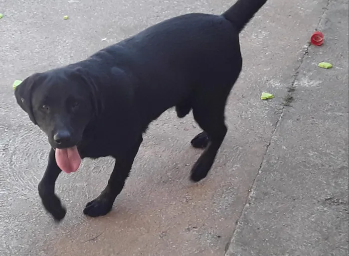 Cachorro ra a Labrador idade 4 anos nome Buster