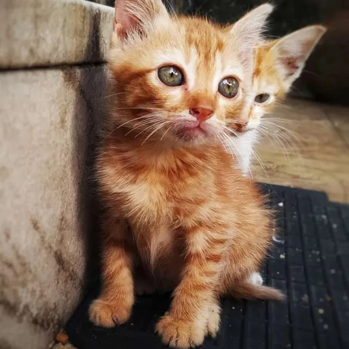 Gato ra a sem raça definida idade 2 a 6 meses nome Sem nome