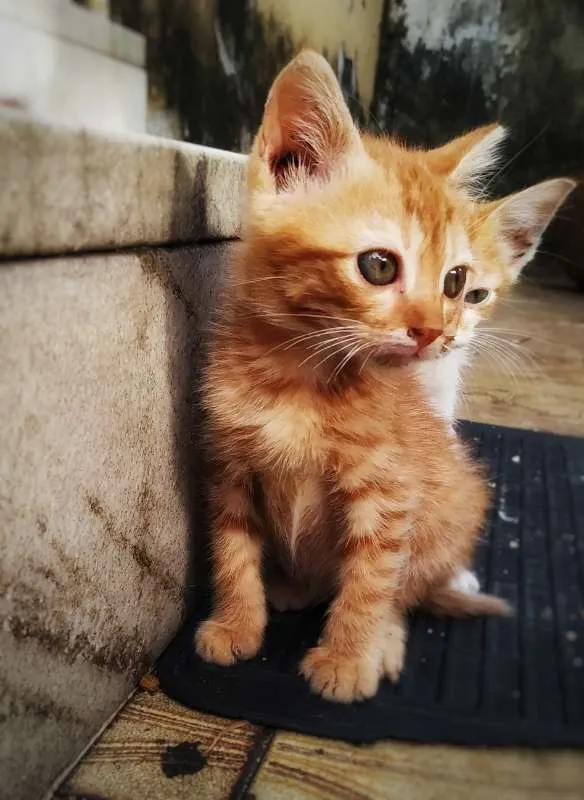 Gato ra a sem raça definida idade 2 a 6 meses nome Sem nome