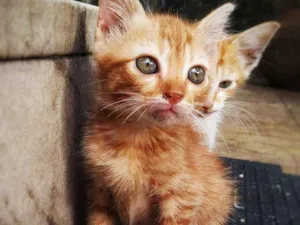 Gato raça sem raça definida idade 2 a 6 meses nome Sem nome