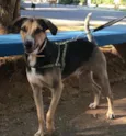 Cachorro raça SRD idade 1 ano nome Rudah