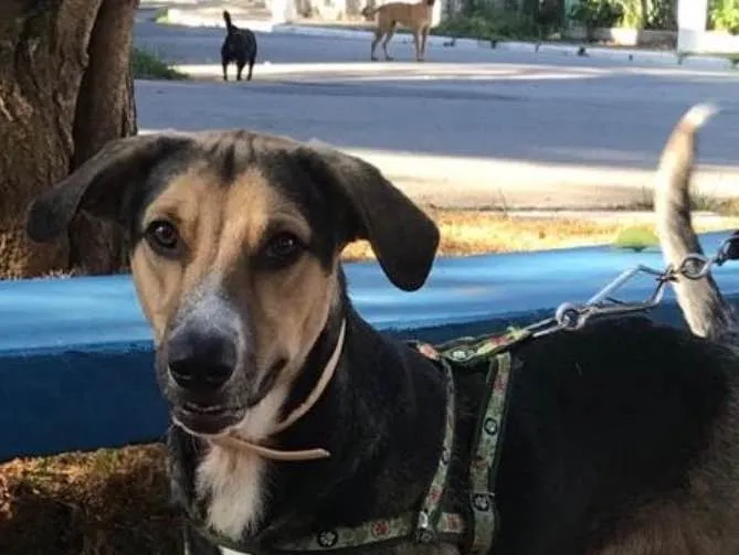 Cachorro raça SRD idade 1 ano nome Rudah