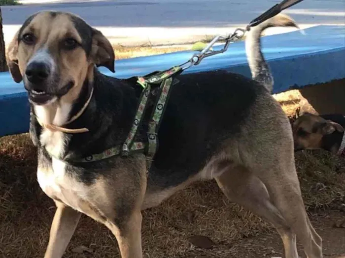 Cachorro raça SRD idade 1 ano nome Rudah