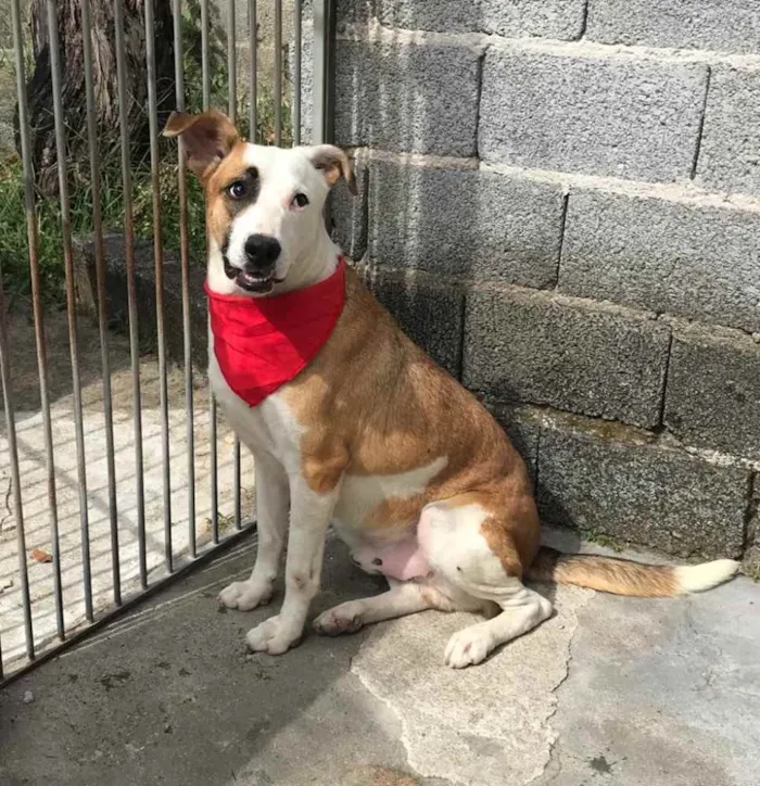 Cachorro ra a SRD idade 1 ano nome Domenico