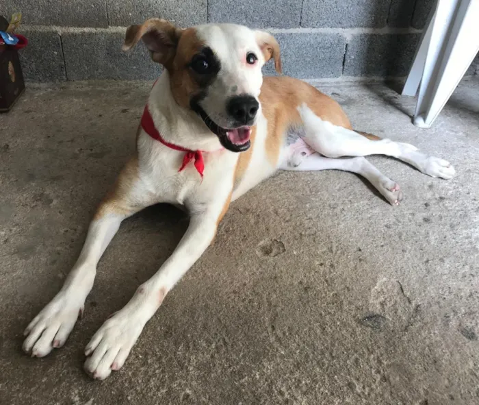 Cachorro ra a SRD idade 1 ano nome Domenico