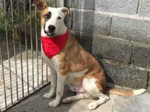 Cachorro raça SRD idade 1 ano nome Domenico