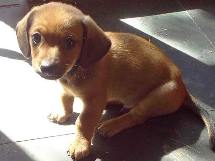 Cachorro ra a mista; salsicha/shitzu idade Abaixo de 2 meses nome Sem nome