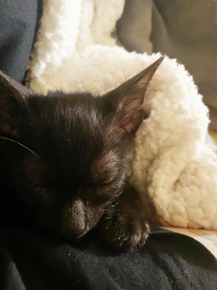 Gato ra a Sr idade 2 a 6 meses nome Hórus 