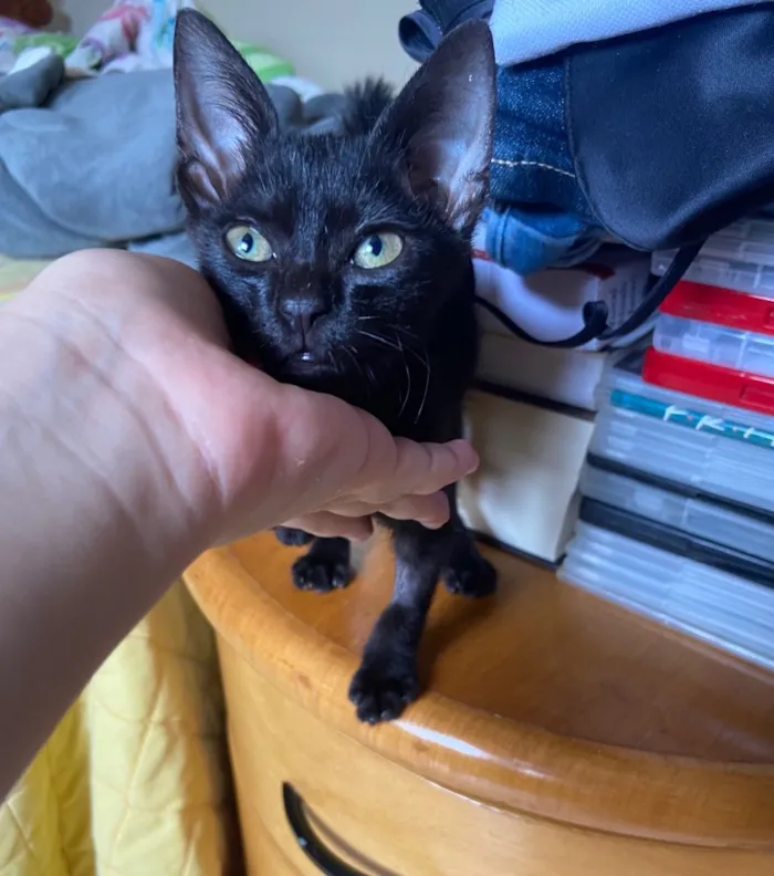 Gato ra a Sr idade 2 a 6 meses nome Hórus 