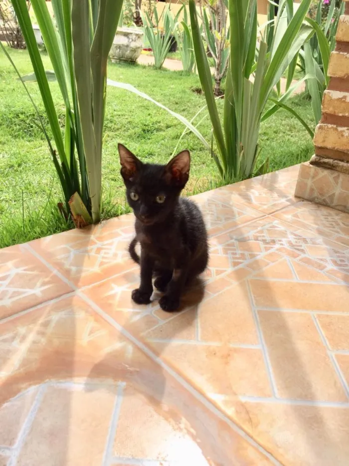 Gato ra a Sr idade 2 a 6 meses nome Hórus 