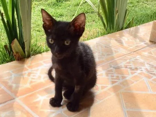 Gato ra a Sr idade 2 a 6 meses nome Hórus 