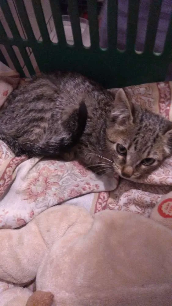 Gato ra a Srd idade 2 a 6 meses nome Não tem