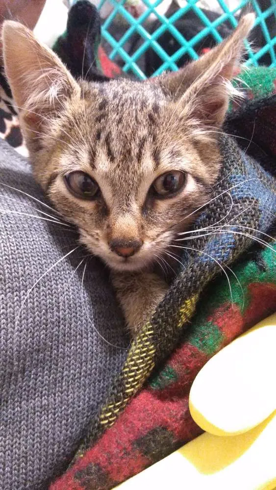 Gato ra a Srd idade 2 a 6 meses nome Não tem