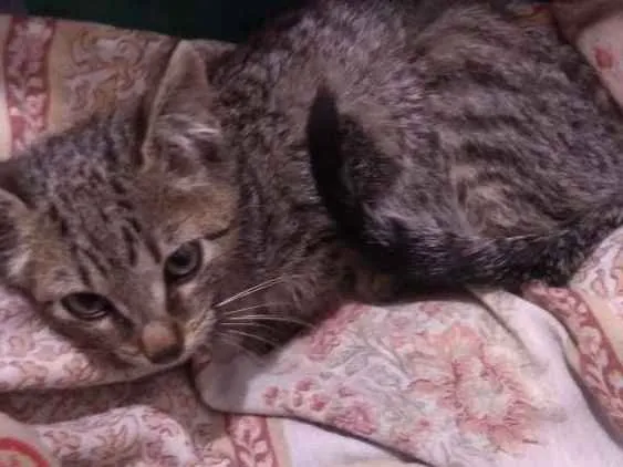Gato ra a Srd idade 2 a 6 meses nome Não tem