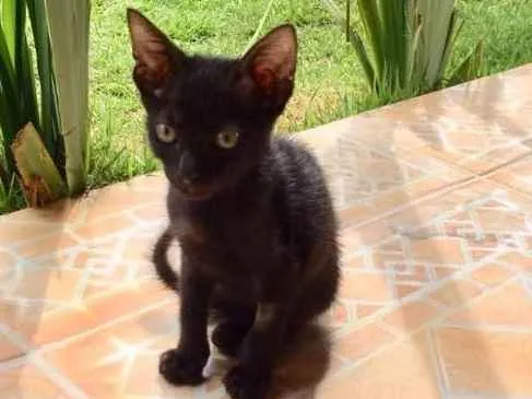 Gato ra a Sr idade 2 a 6 meses nome Hórus 