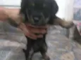 Não tem