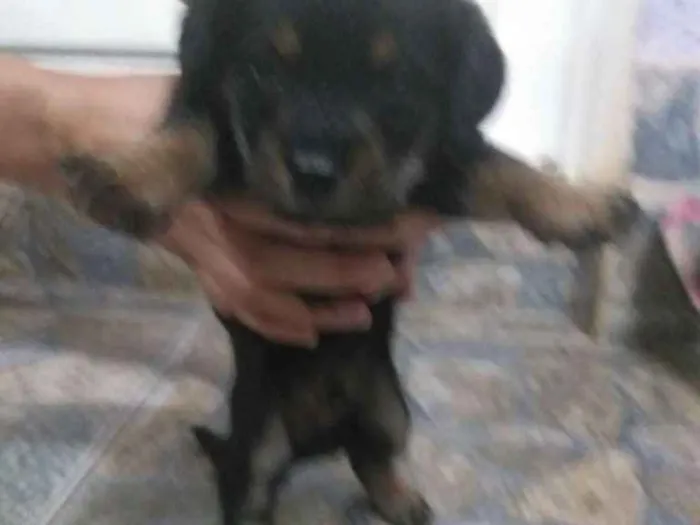 Cachorro raça Indefinida idade Abaixo de 2 meses nome Não tem