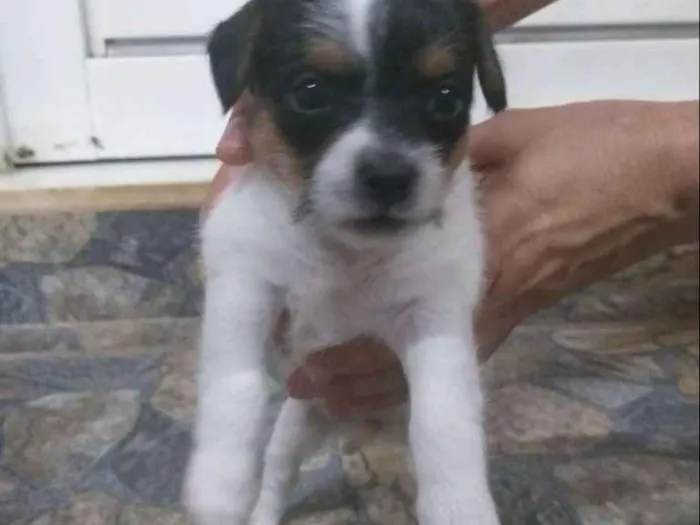 Cachorro raça Indefinida idade Abaixo de 2 meses nome Não tem