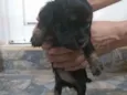 Não tem