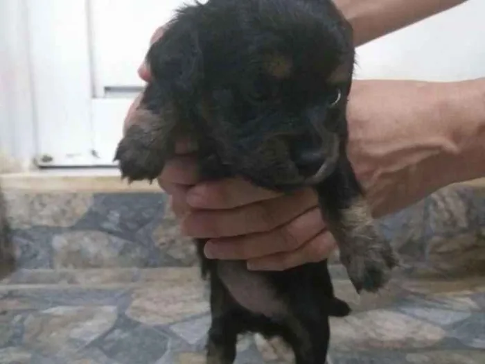 Cachorro raça Indefinida idade Abaixo de 2 meses nome Não tem