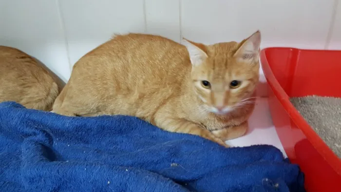 Gato ra a  idade 1 ano nome Pudim e quindim 