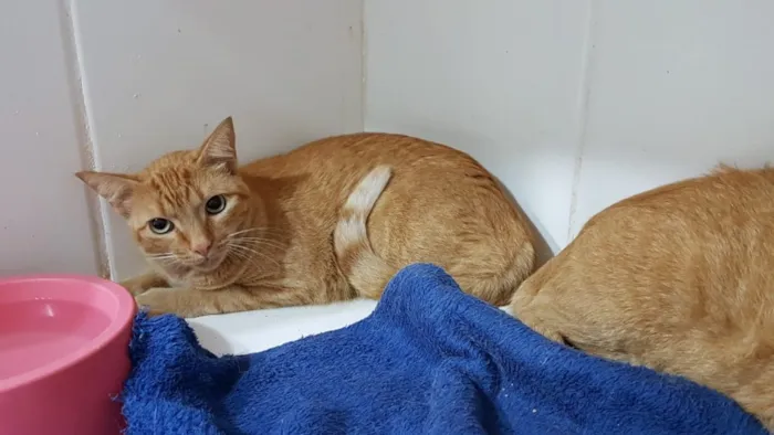 Gato ra a  idade 1 ano nome Pudim e quindim 