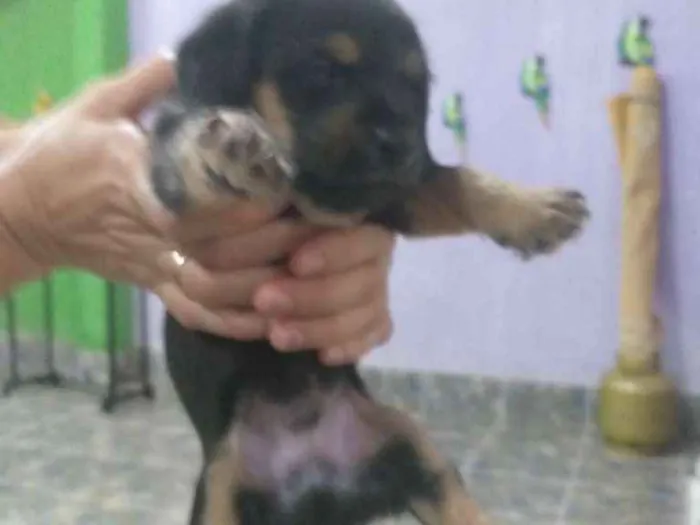 Cachorro raça Indefinida idade Abaixo de 2 meses nome Não tem