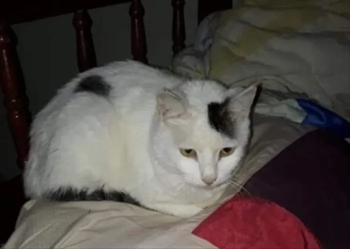 Gato ra a  idade 3 anos nome Não sei 