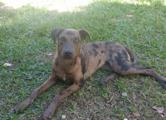 Cachorro ra a  idade 7 a 11 meses nome Não sei 