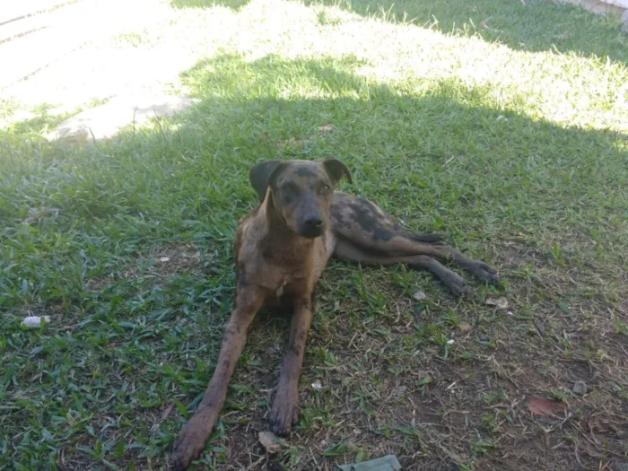 Cachorro ra a  idade 7 a 11 meses nome Não sei 