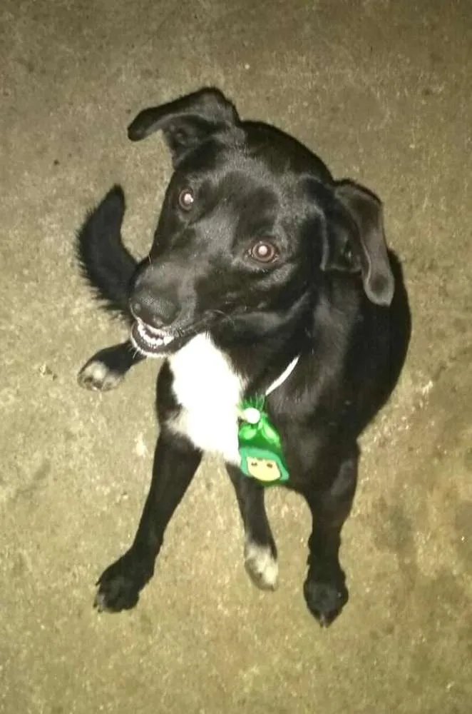 Cachorro ra a SRD idade 2 anos nome Bob