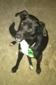 Bob