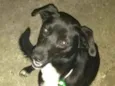 Bob