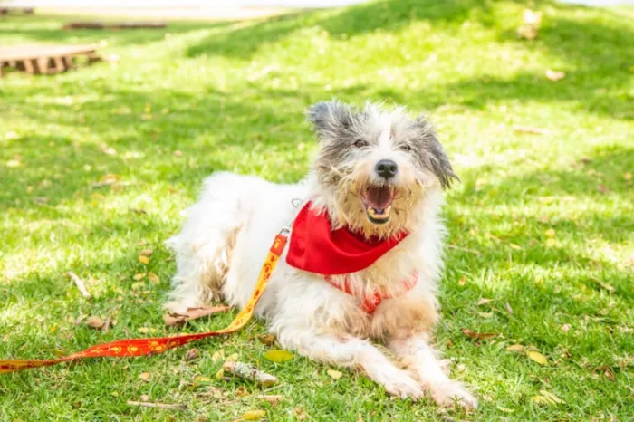 Cachorro ra a  idade 6 ou mais anos nome Não sei 