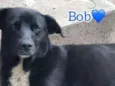 Bob