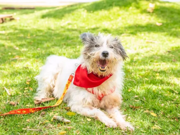 Cachorro ra a  idade 6 ou mais anos nome Não sei 