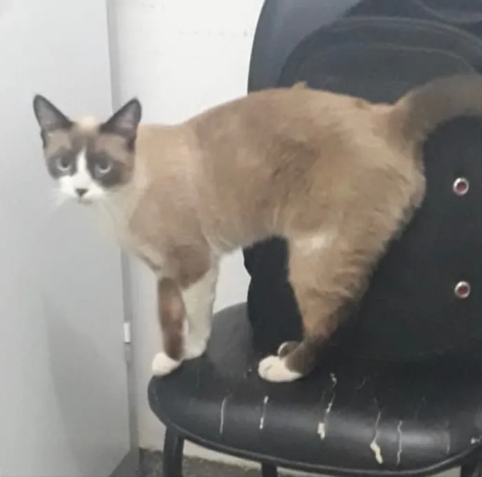 Gato ra a Mestiça  idade 2 a 6 meses nome Valentina 