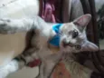 Tigrinho