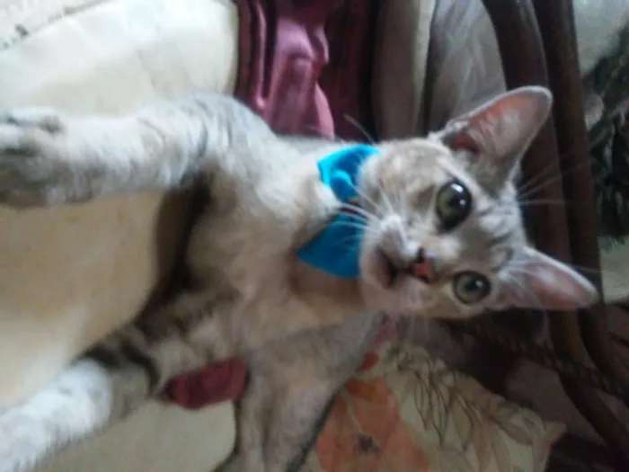 Gato ra a Tigresa idade 2 a 6 meses nome Tigrinho